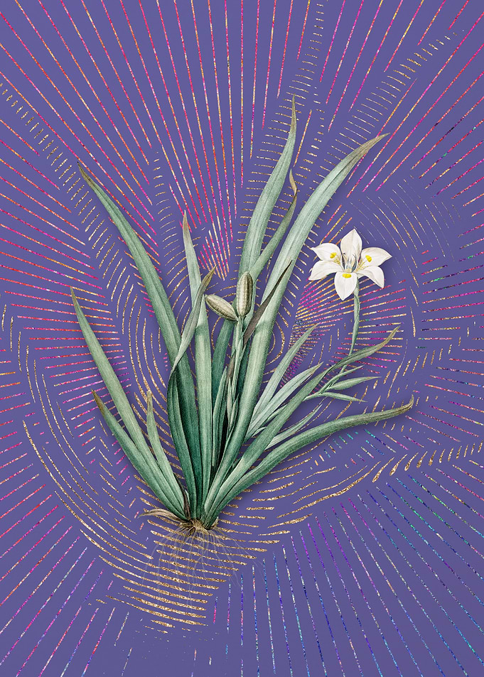 Vintage Fortnight Lily