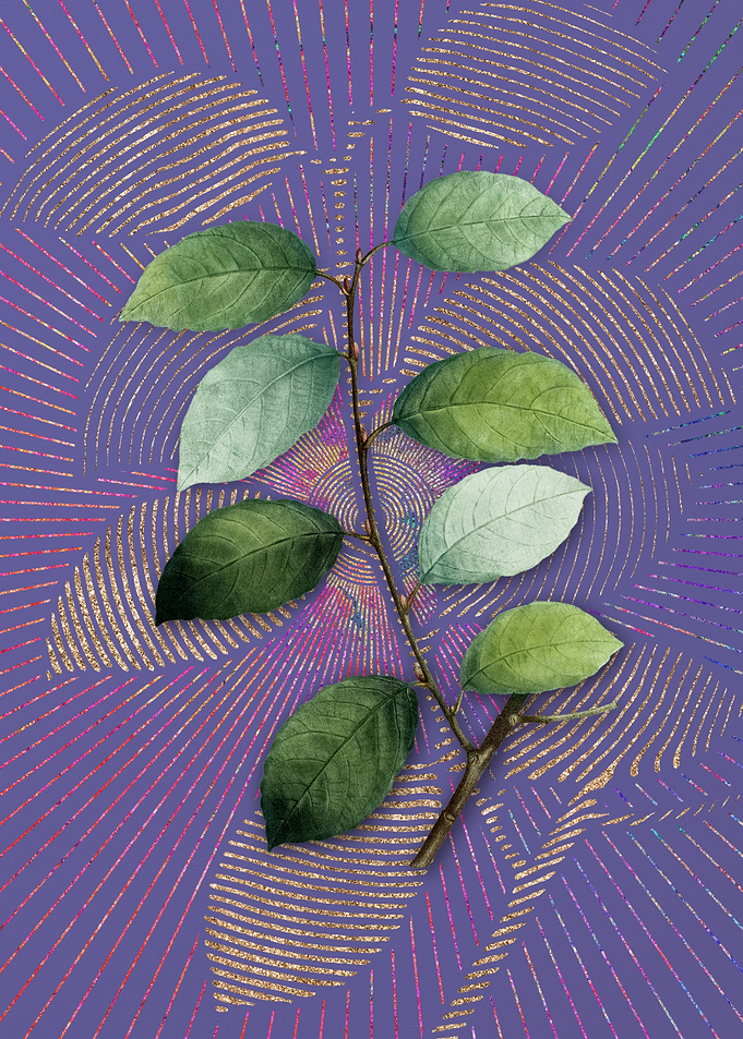 Vintage Eared Willow Art