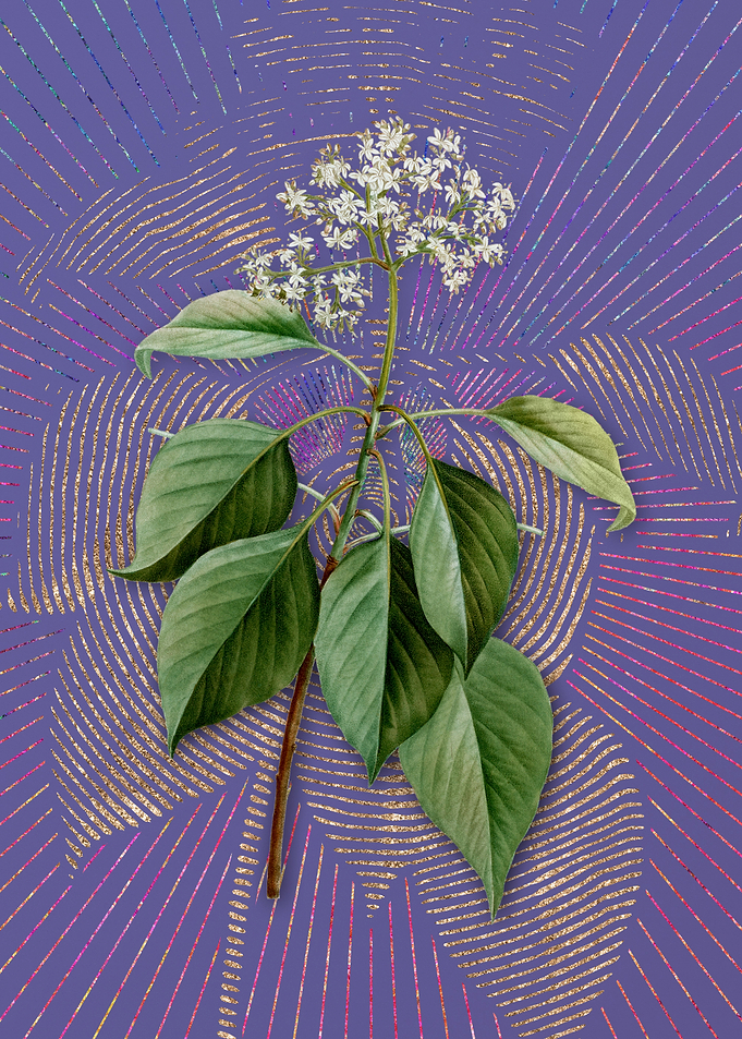 Vintage Pagoda Dogwood