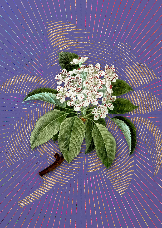 Vintage Shipova Violet