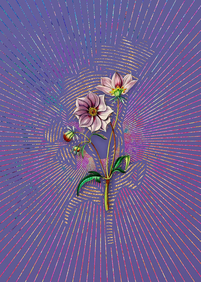 Vintage Dwarf Dahlia Art