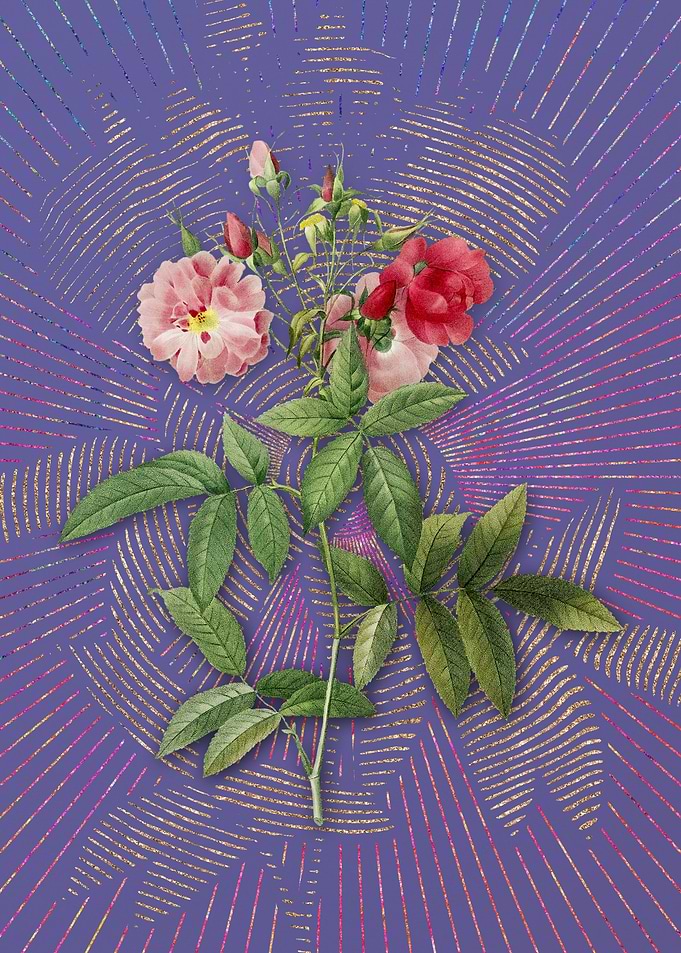 Vintage Hudson Rose Purple