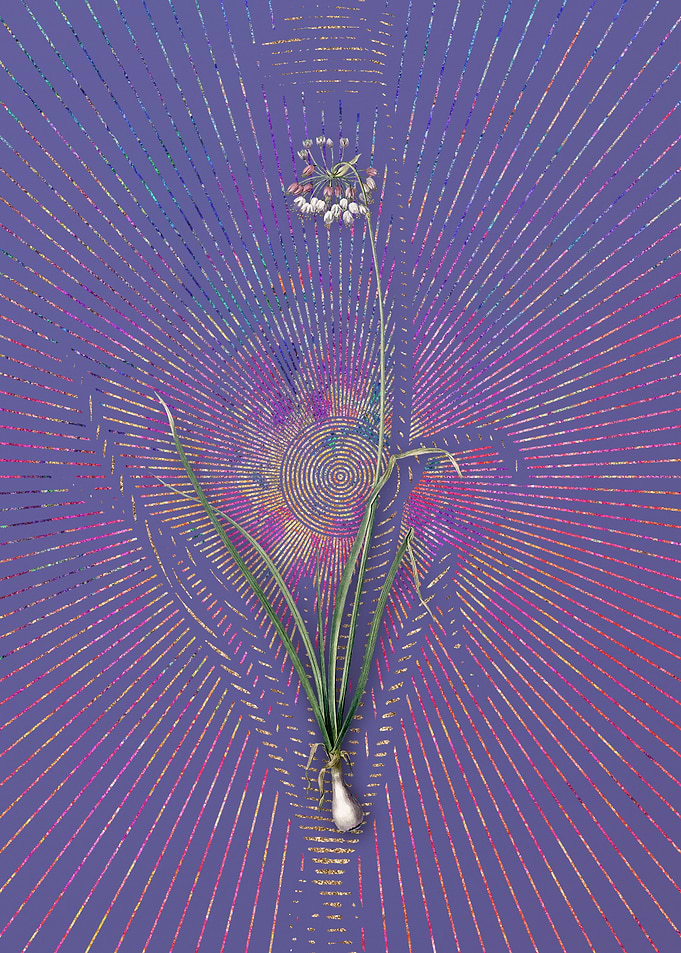 Vintage Nodding Onion