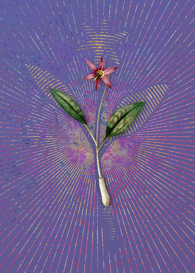 Vintage Erythronium Flower