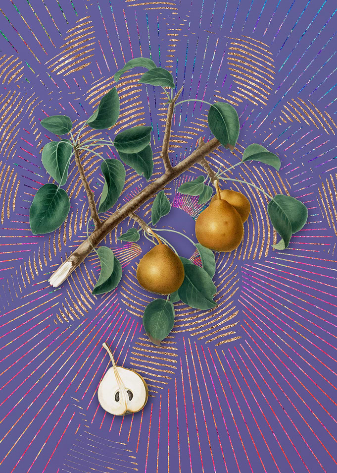 Vintage Seckel Pear Purple