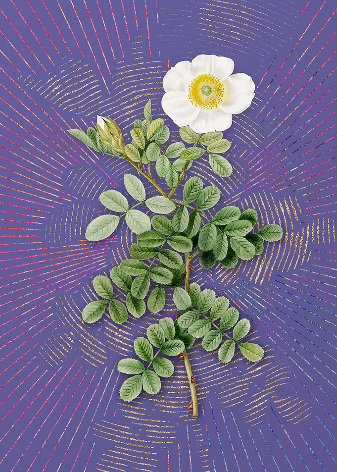 Vintage Macartney Rose
