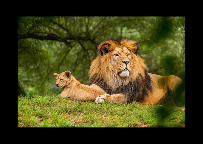 Lion