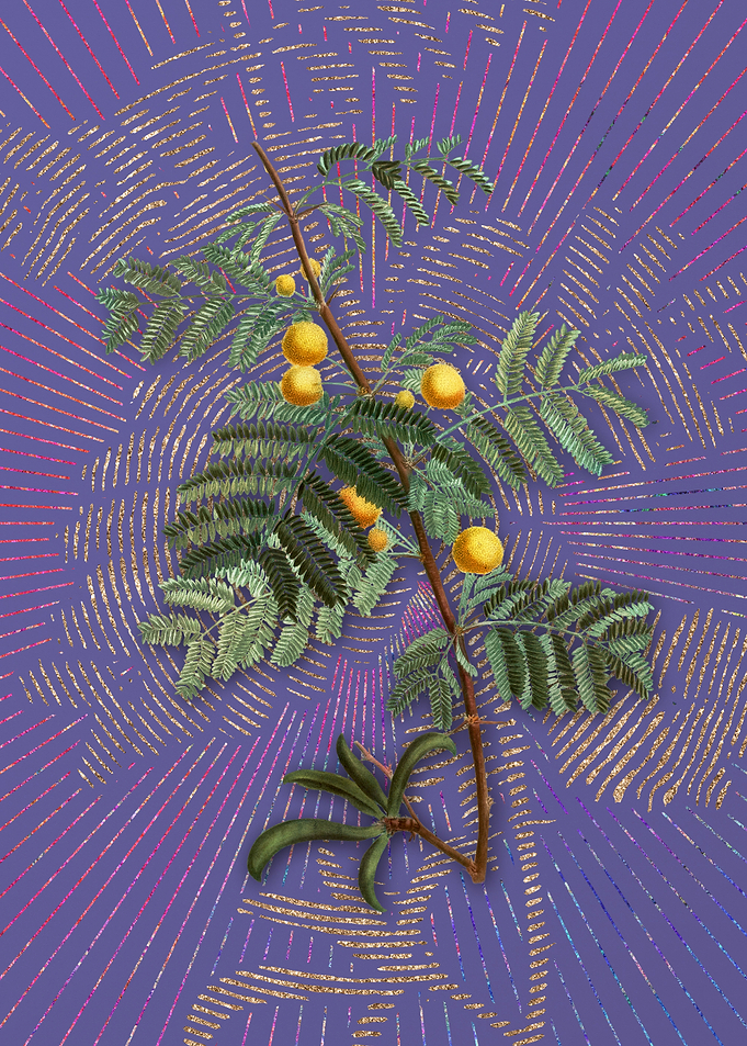 Vintage Sweet Acacia Art