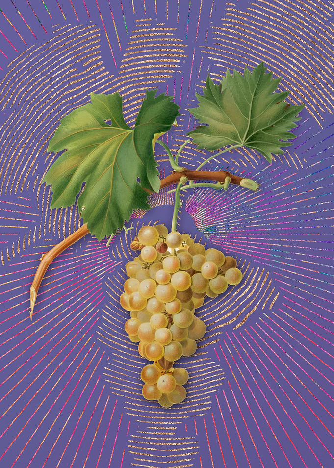 Vintage Grape Vine 5 Art