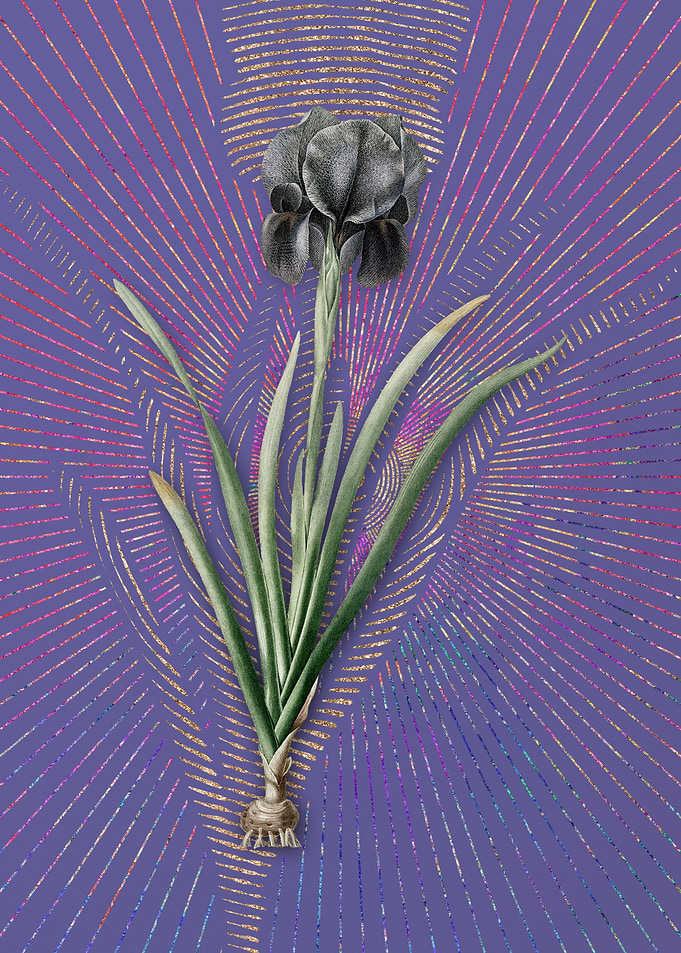 Vintage Mourning Iris