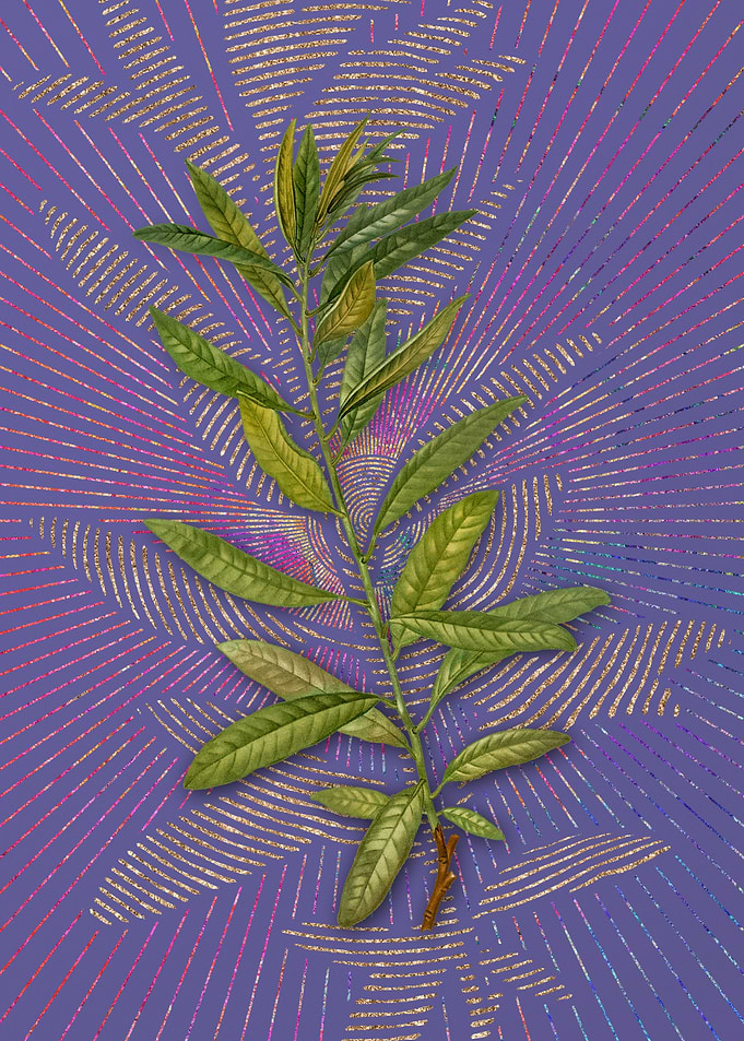 Vintage Rhodora Violet