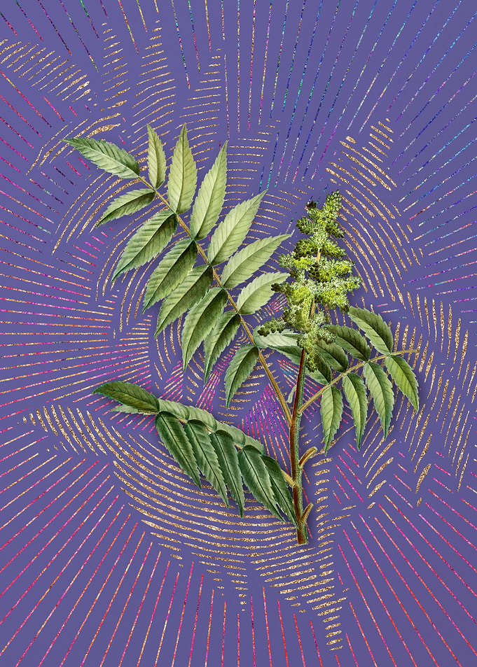 Vintage Staghorn Sumac