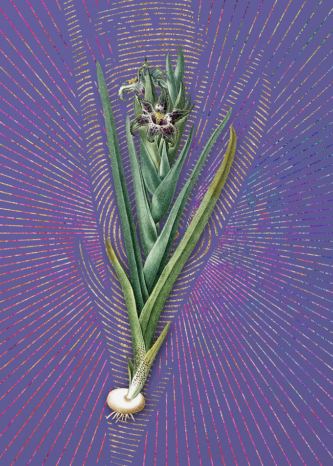 Vintage Ferraria Flora