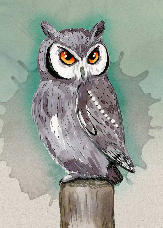 White faced owl