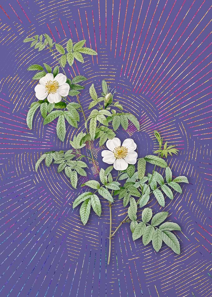 Vintage Musk Rose 3 Purple