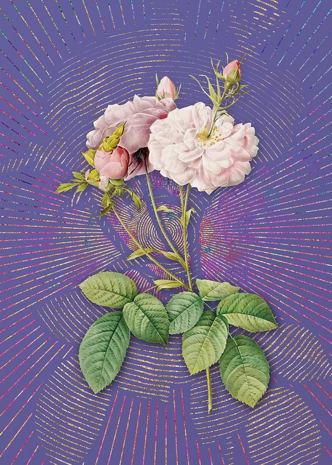 Vintage Damask Rose Purple