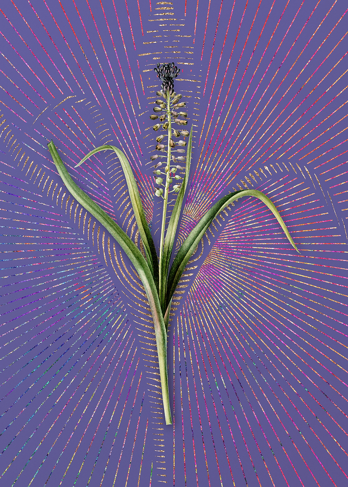 Vintage Grape Hyacinth