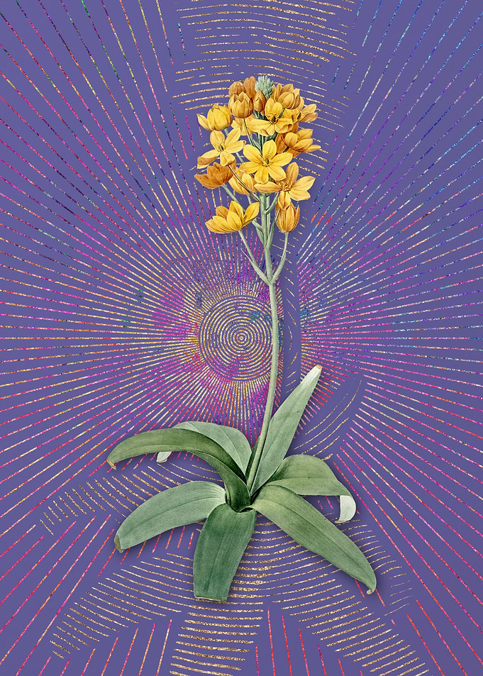 Vintage Sun Star Flora