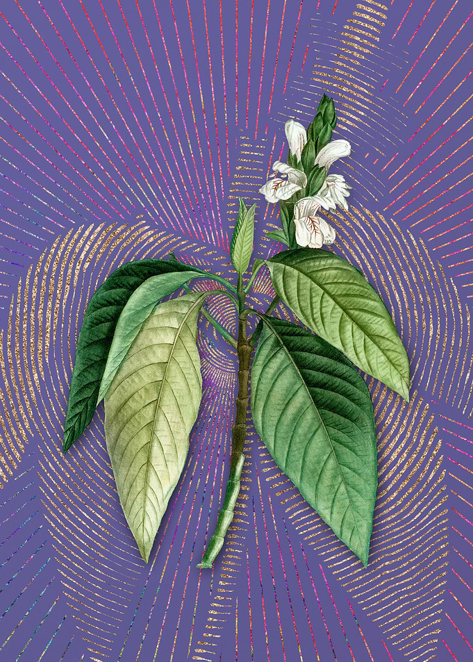 Vintage Malabar Nut Purple