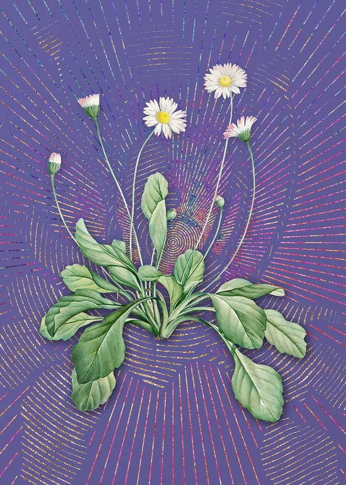 Vintage Daisy Flowers