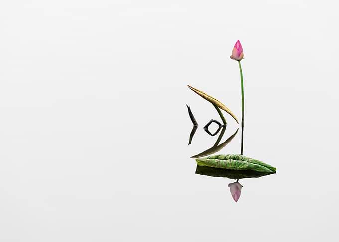 Remnant lotus
