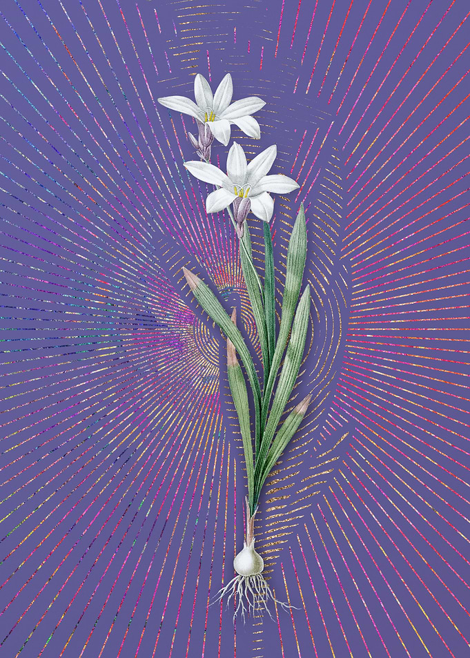 Vintage Ixia Liliago Art