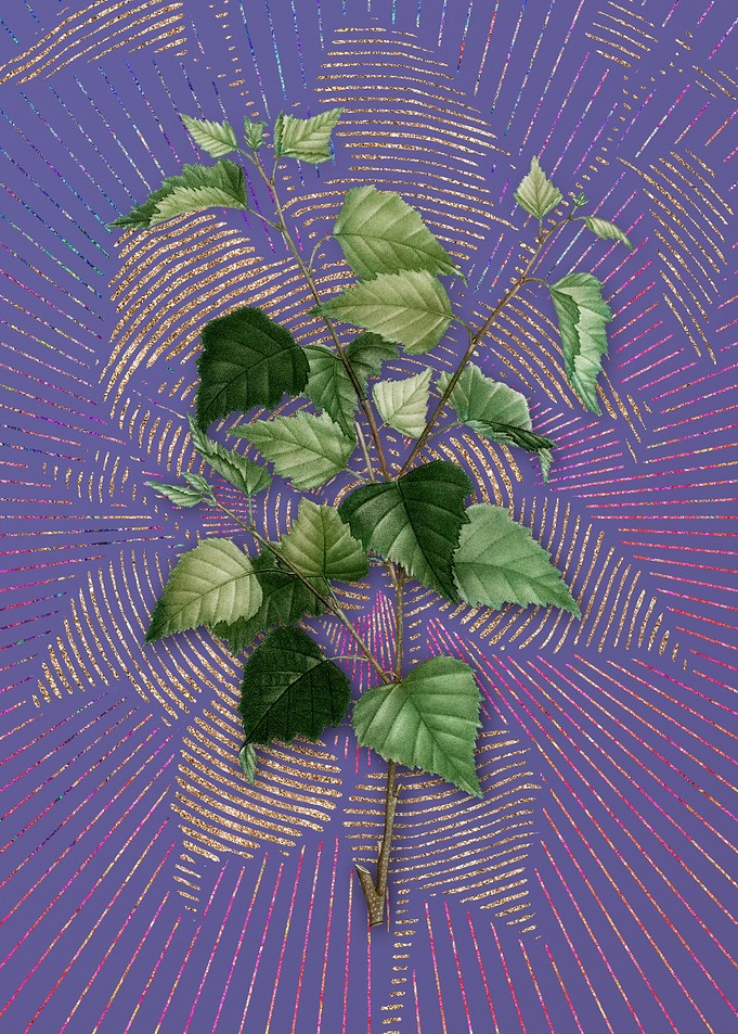 Vintage Silver Birch Art