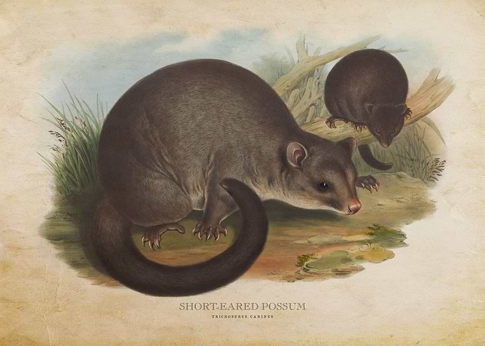 Short Eared Possum