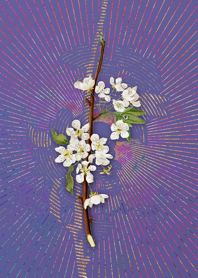 Vintage Musky Pear 2 Art