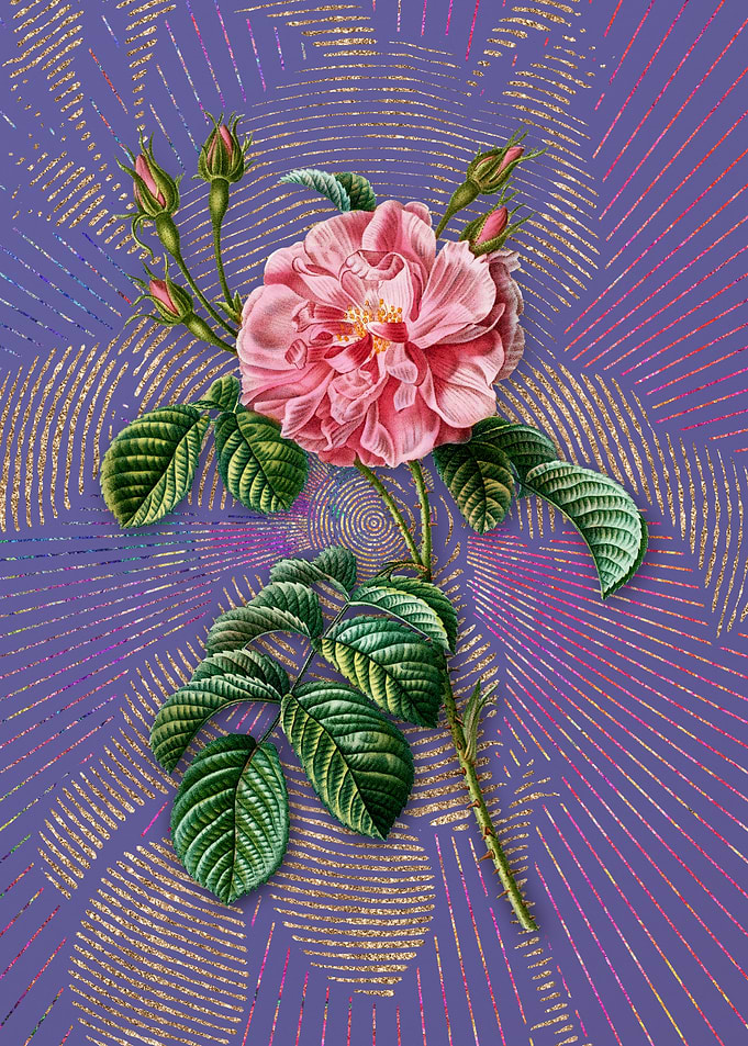 Vintage Pink Wild Rose