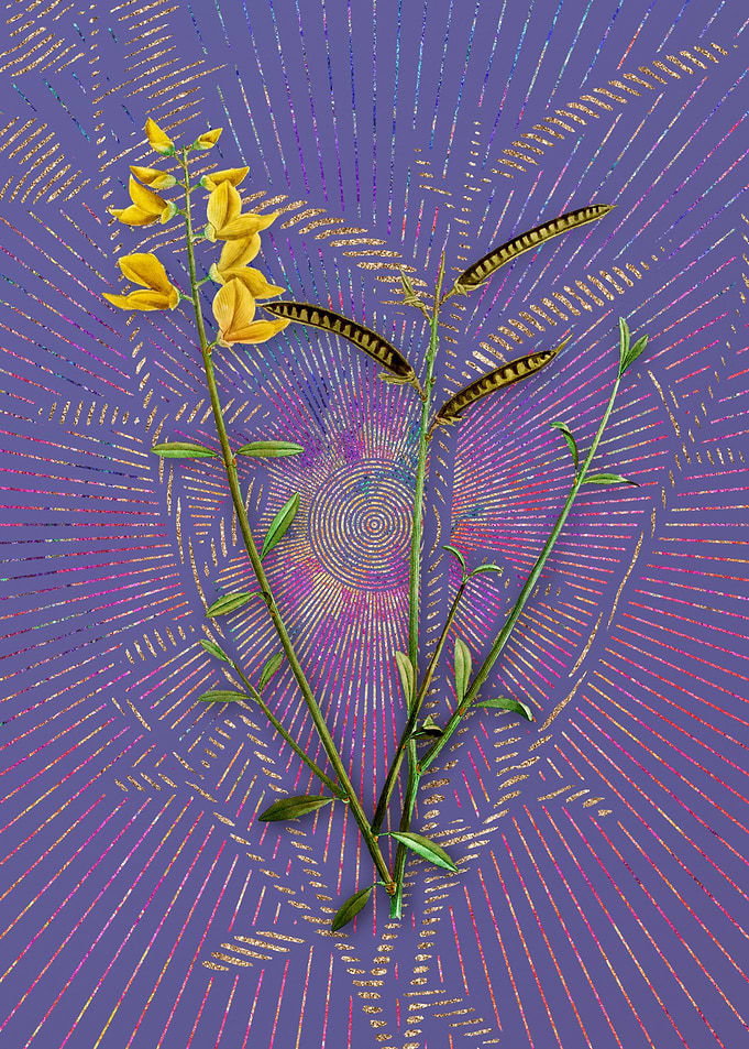 Vintage Spanish Broom