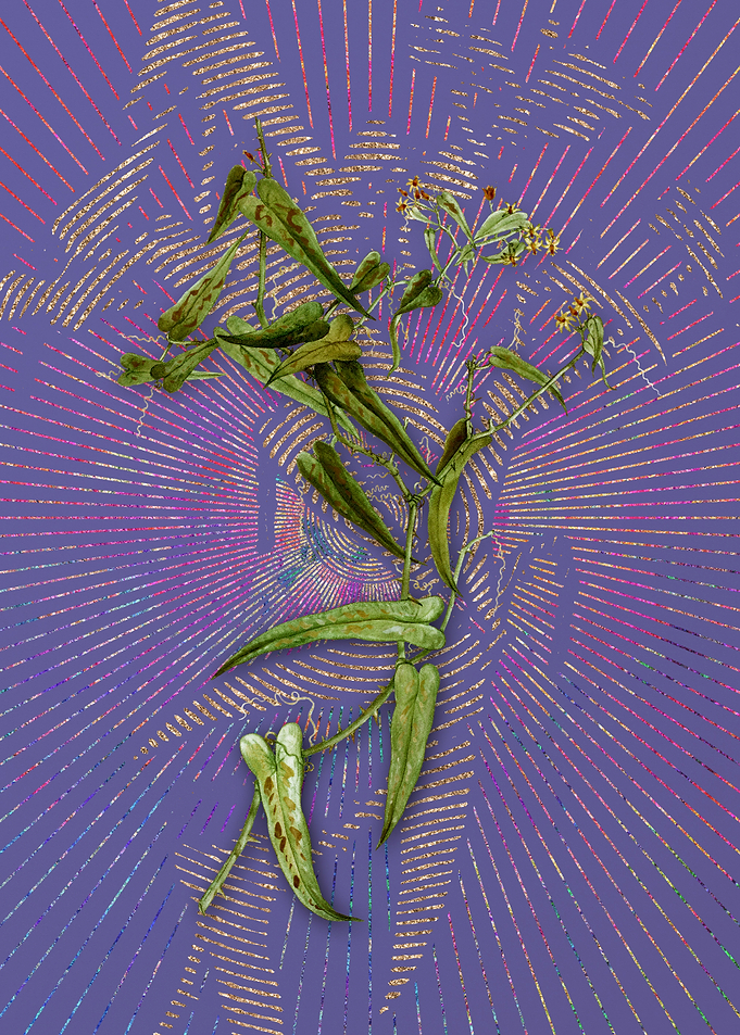 Vintage Rough Bindweed