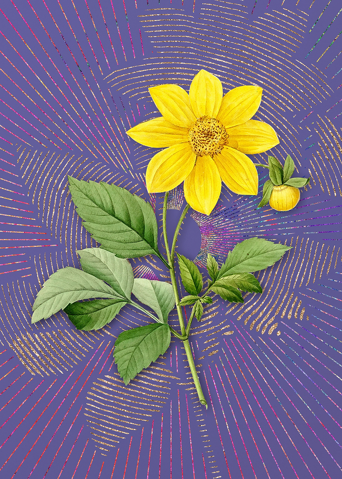 Vintage Dahlia Simplex