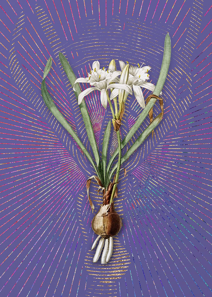 Vintage Sea Daffodil Art