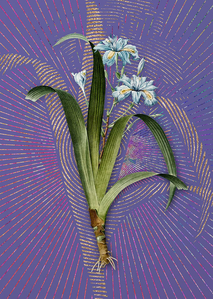 Vintage Iris Fimbriata
