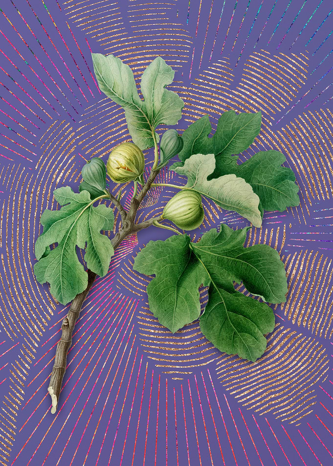 Vintage Fig on Purple