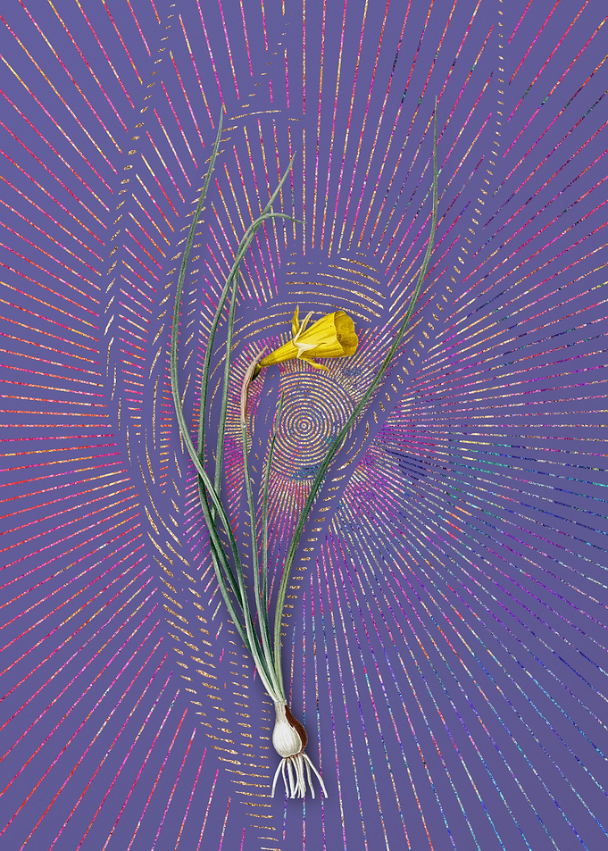 Vintage Daffodil Flora