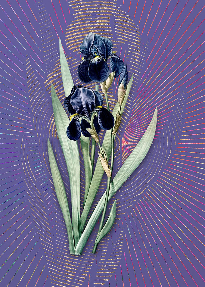 Vintage German Iris Purple