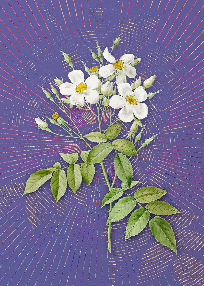 Vintage Musk Rose 2 Purple