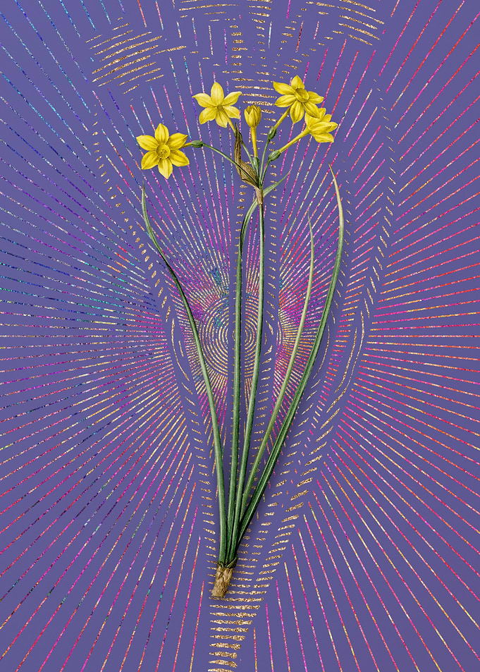 Vintage Rush Daffodil