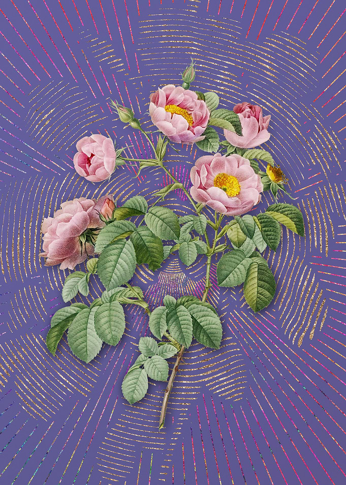 Vintage Tomentose Rose