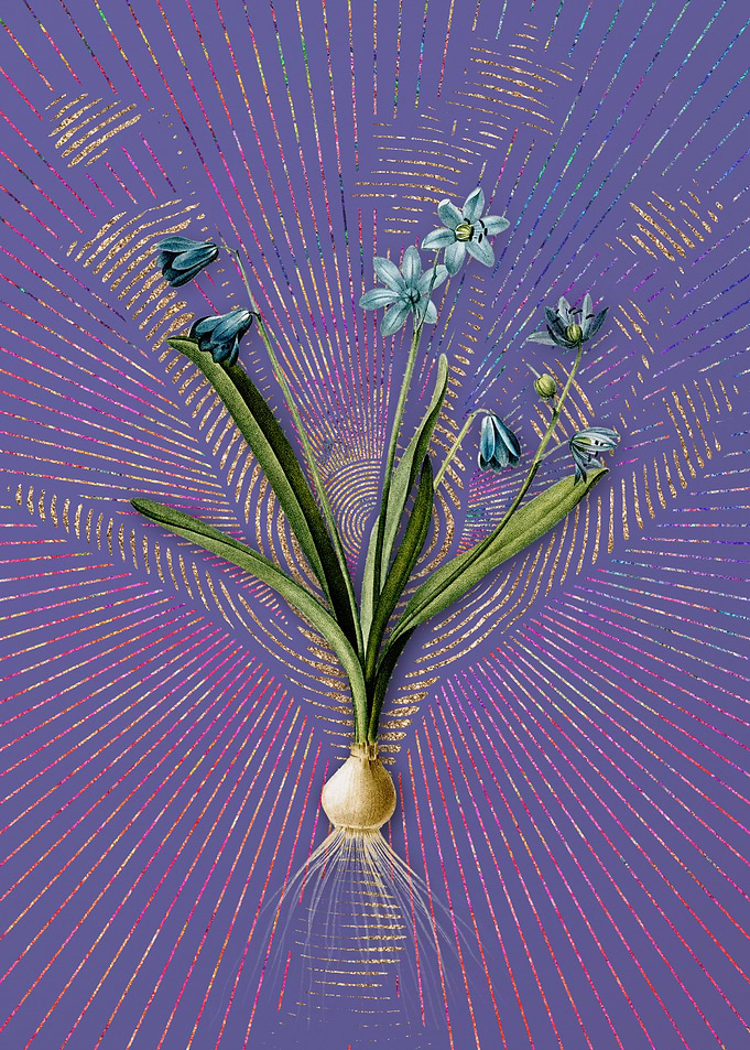 Vintage Scilla Amoena