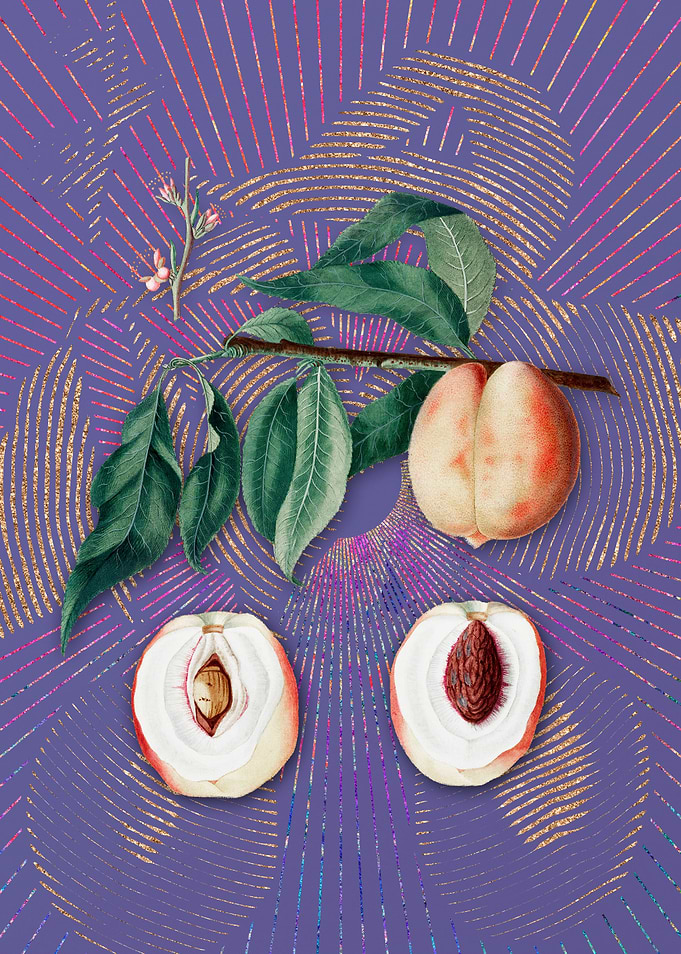 Vintage Peach 19 Flora
