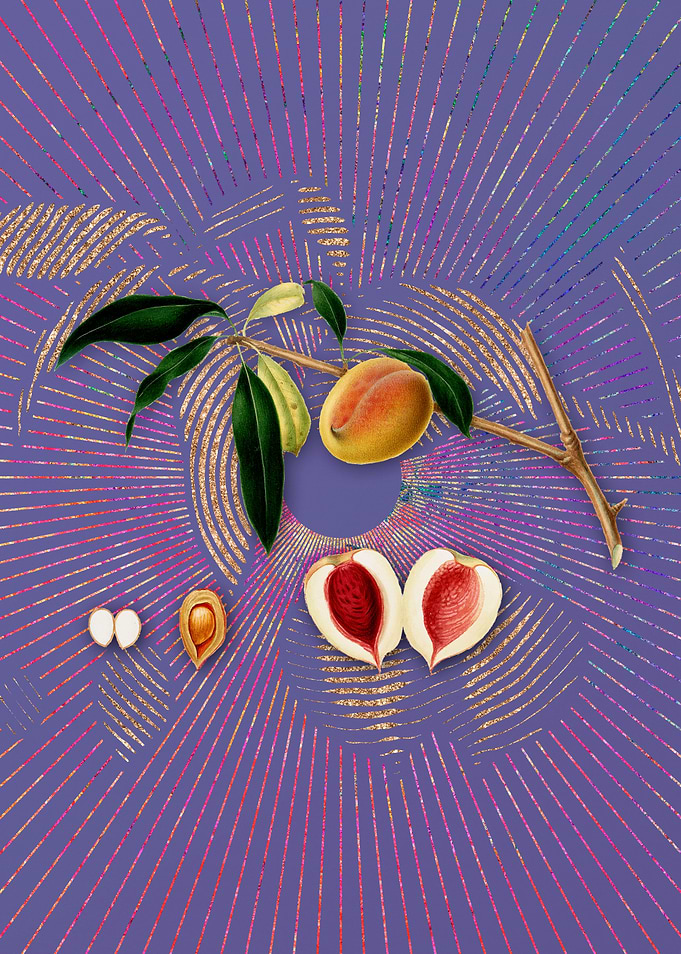 Vintage Peach 12 Flora