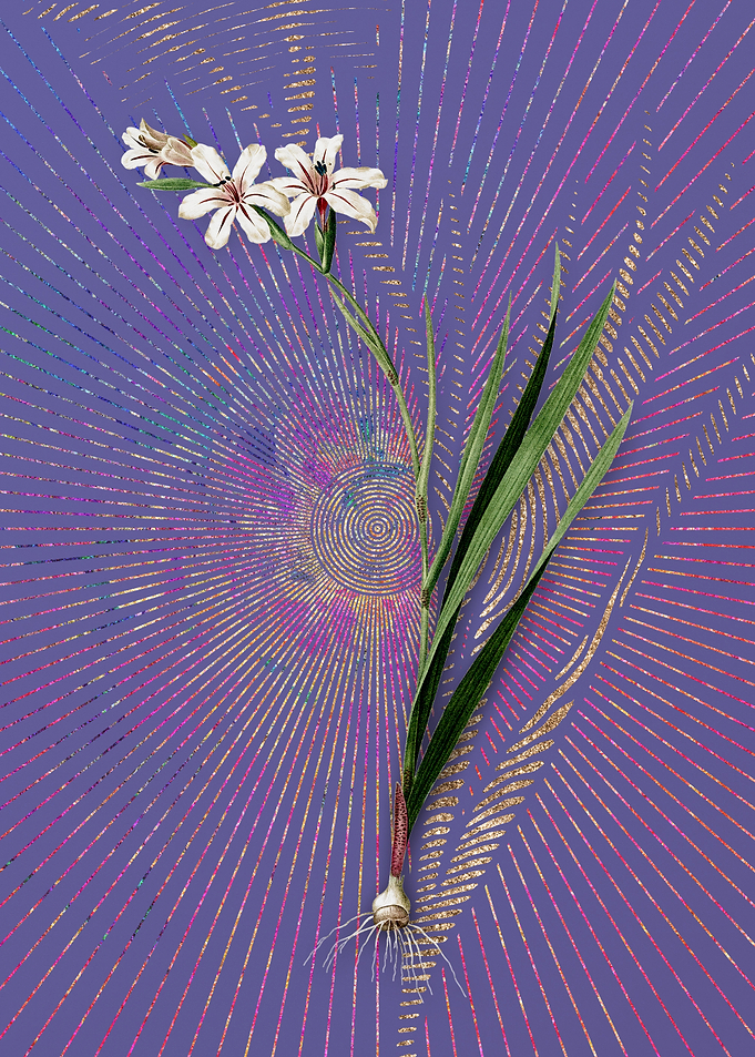 Vintage Gladiolus 2 Purple