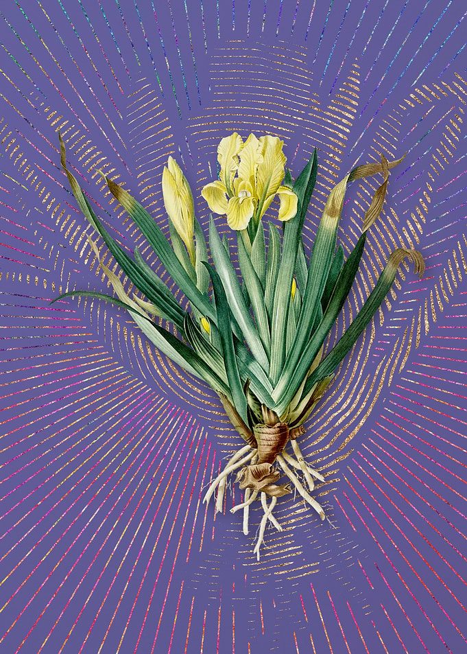Vintage Crimean Iris Art