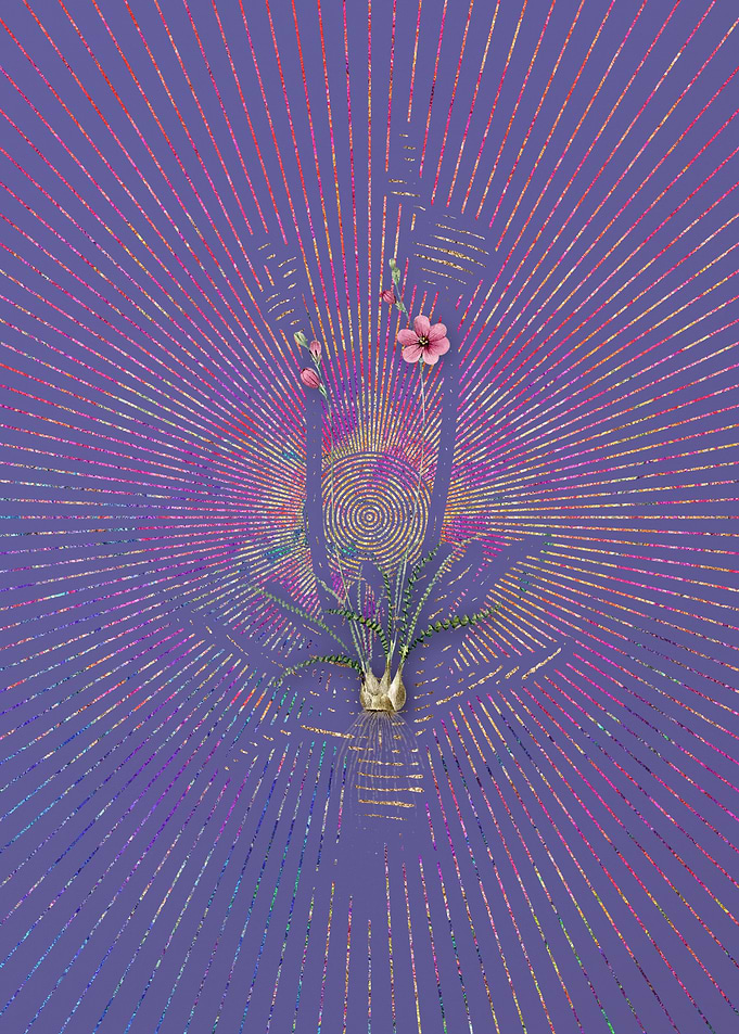 Vintage Ixia Crispa Purple