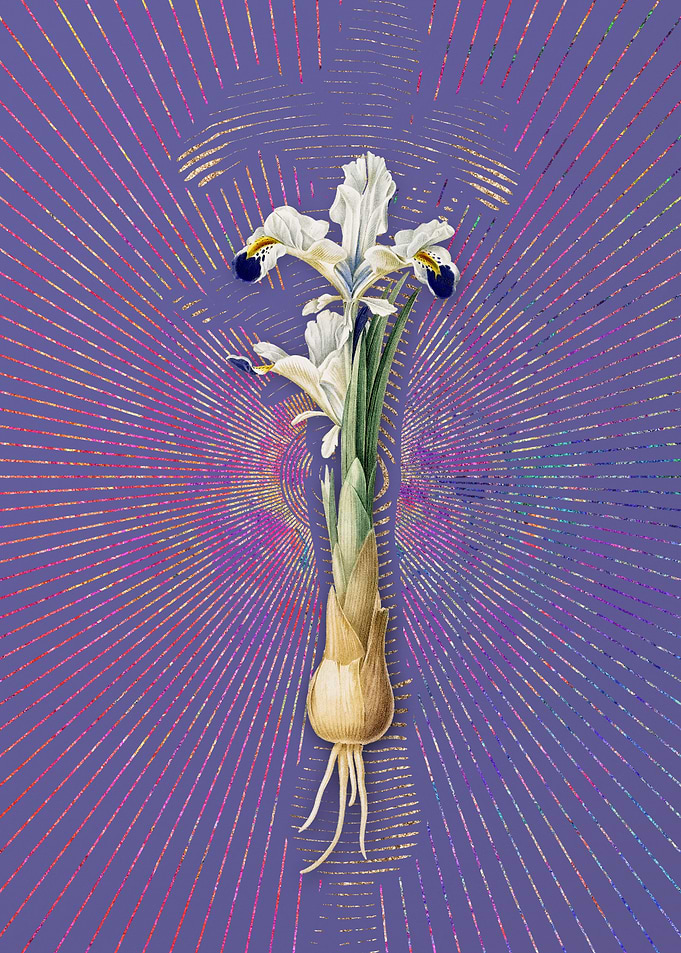 Vintage Iris Persica Art