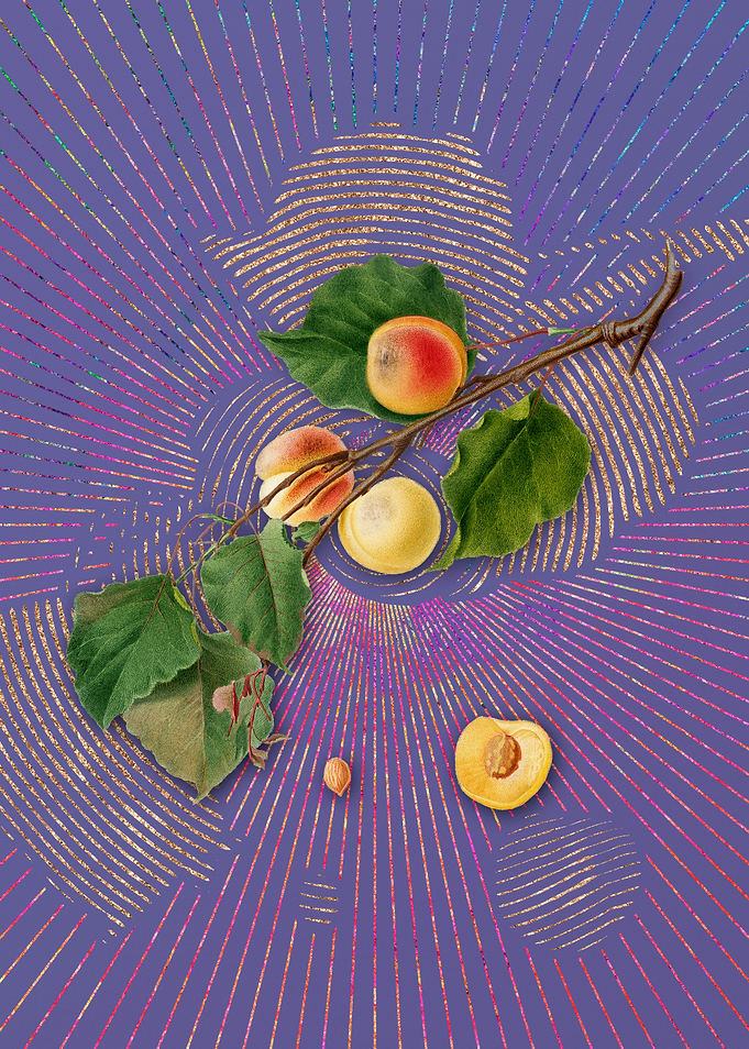 Vintage Peach 9 Violet