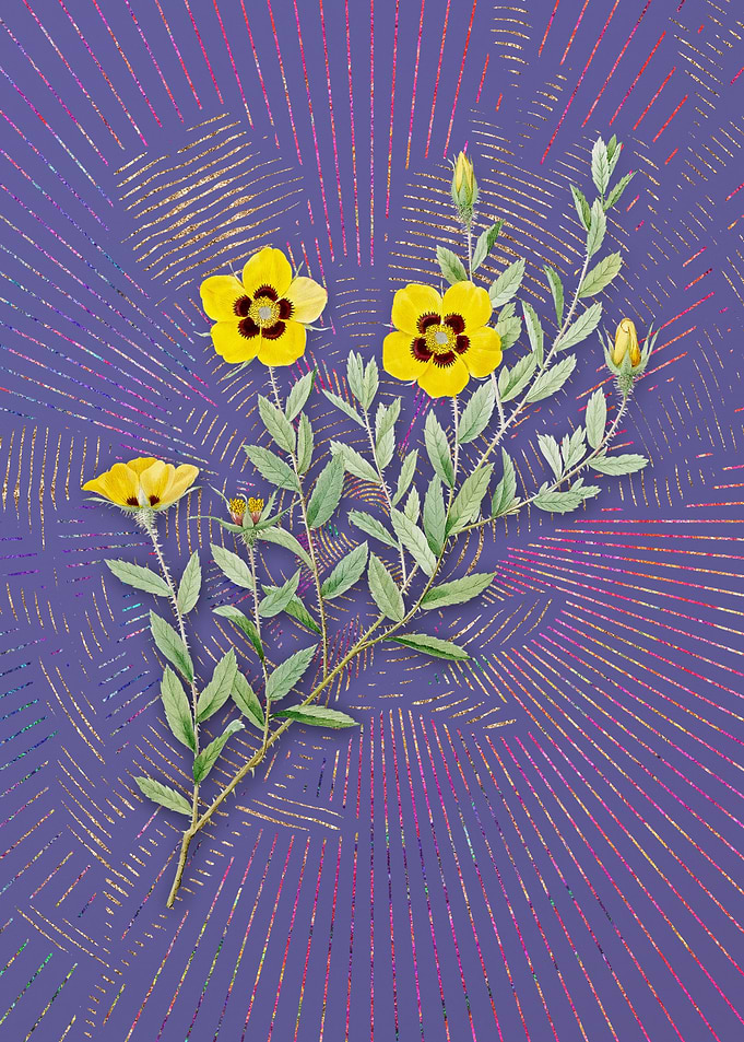 Vintage Rosa Persica Art